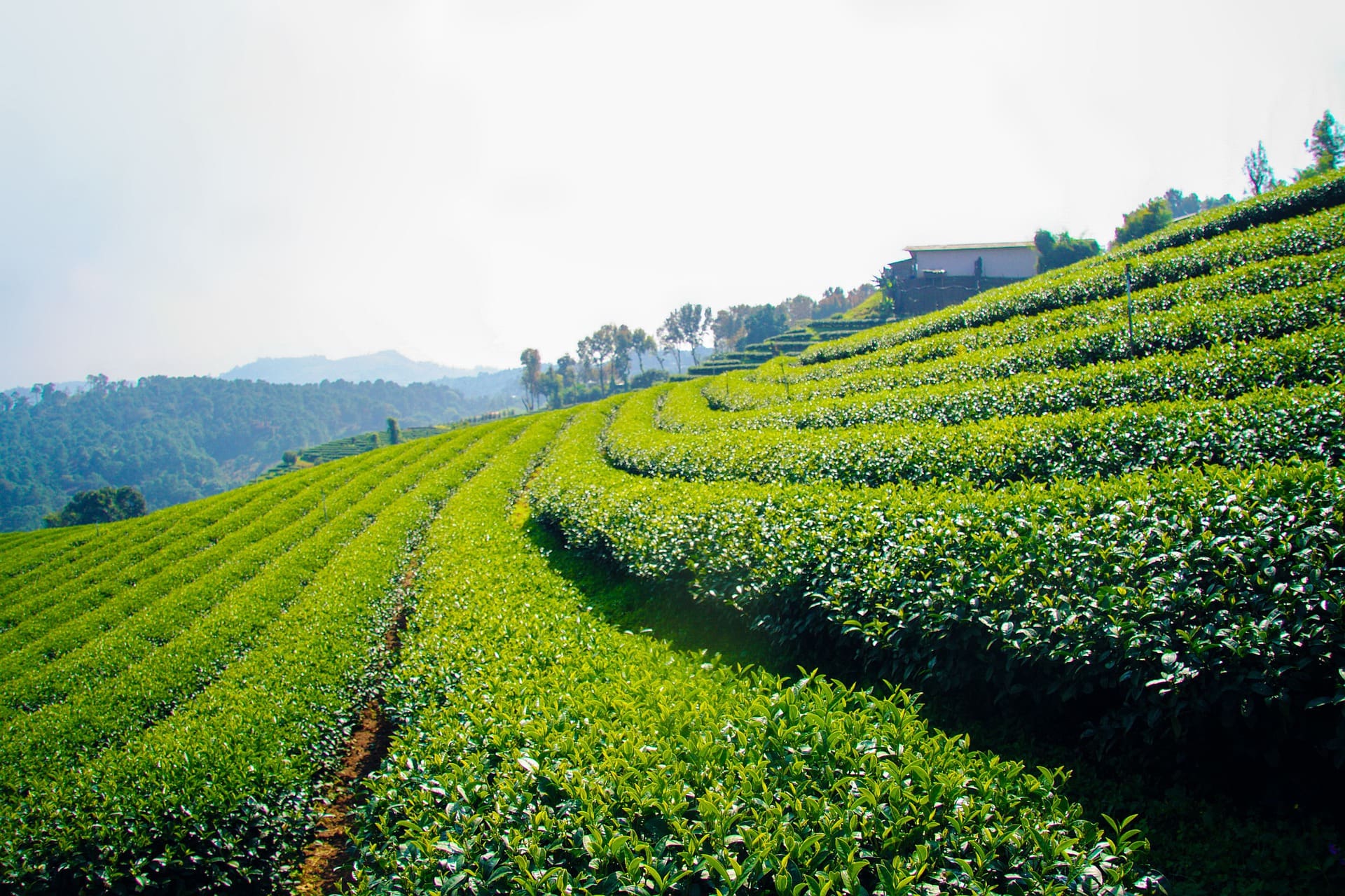 Northern Thailand tea plantation (photo: 1965937, Pixabay)